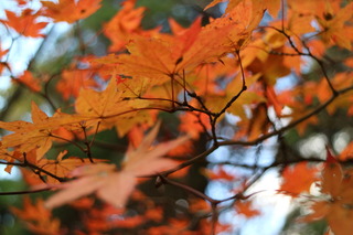 IMG_4285.JPG