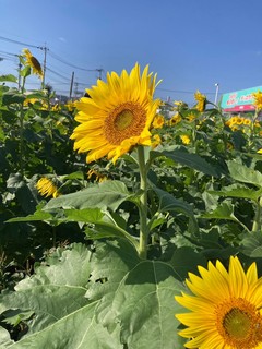 LINE_ALBUM_113は国東の日_250419_1.jpg