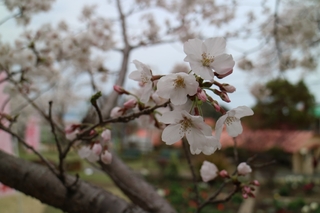 LINE_ALBUM_タダラクテンチ_250419_2.jpg