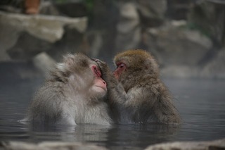 animal-3904232_640.jpg