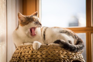 cat-3258931_1280.jpg