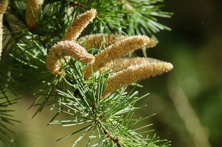 cedar-9279554_1280.jpg
