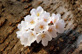 cherry-blossoms-7891064_1280.jpg