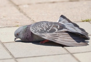 cropN4785_tukaretahato.jpg