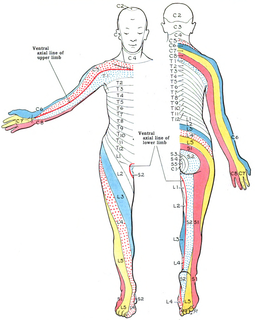 dermatome_wikipedia.png