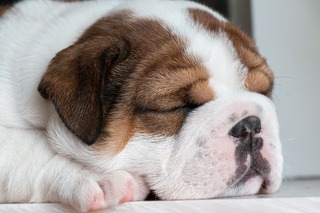 dog-5635960_1280.jpg