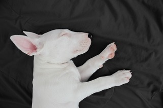 dog-7216354_1280.jpg