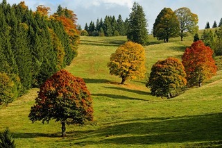 fall-2800880_640.jpg