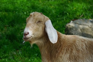 goat-5130056_1280.jpg