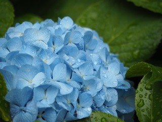 hydrangea-789489_1280.jpg