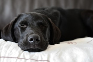 labrador-retriever-7004193_1280.jpg
