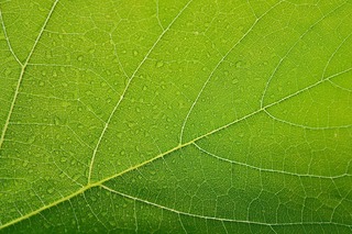 leaf-1631181_1280.jpg