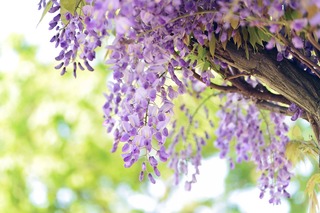 natural-4198196_1280.jpg