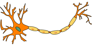 neuron-296581_960_720.png