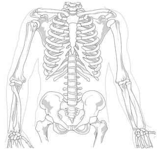 skeleton-41569_1280.png